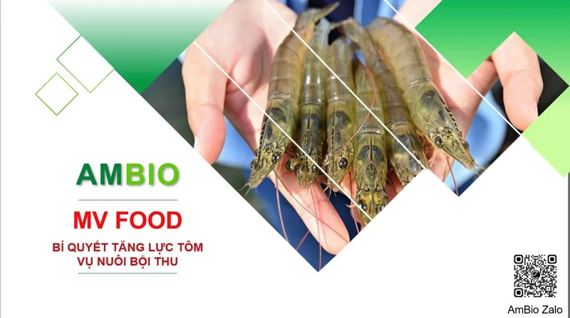 Khám phá MV Food – Bí kíp giúp tôm khỏe mạnh, vụ nuôi bội thu